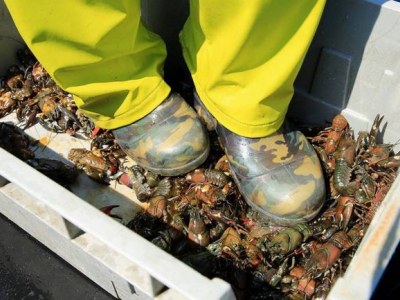 日本湖泊小龙虾泛滥 渔民捞捕后踩碎当肥料